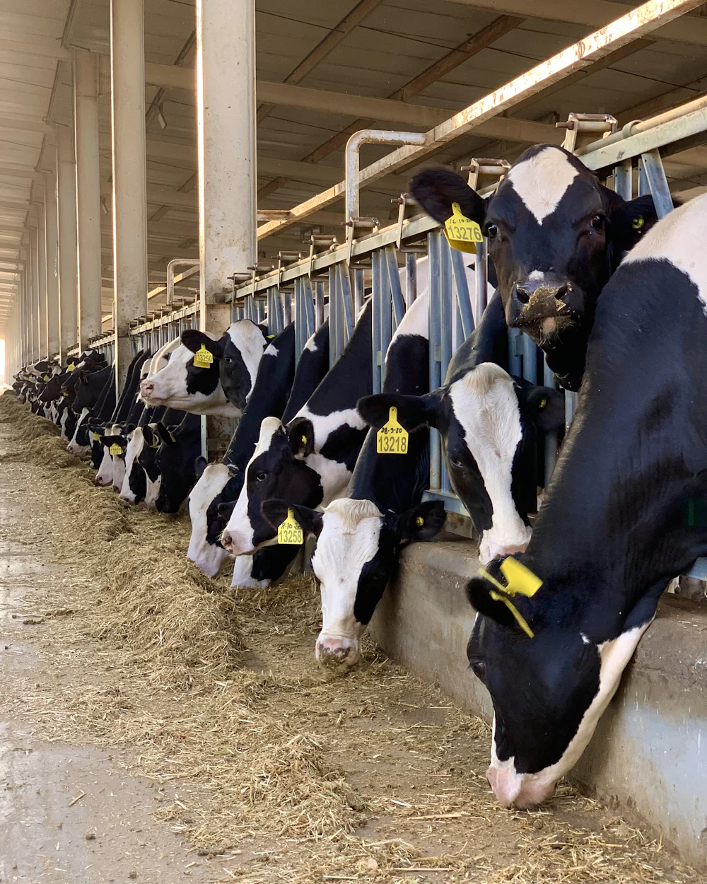 Vaches laitières dans une stabulation